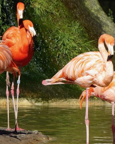 flamingo-2652460_1920 (1)