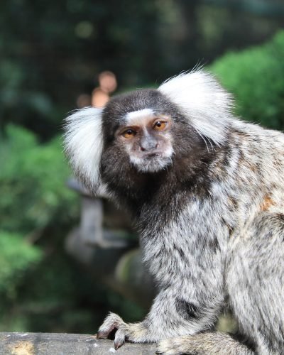 monkey-1119930_1920