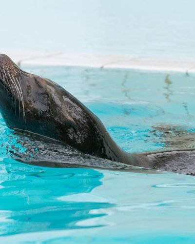 sea-lion-1814607_1920